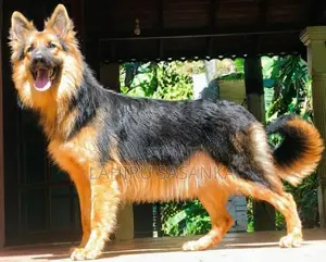 German Shepherd Female