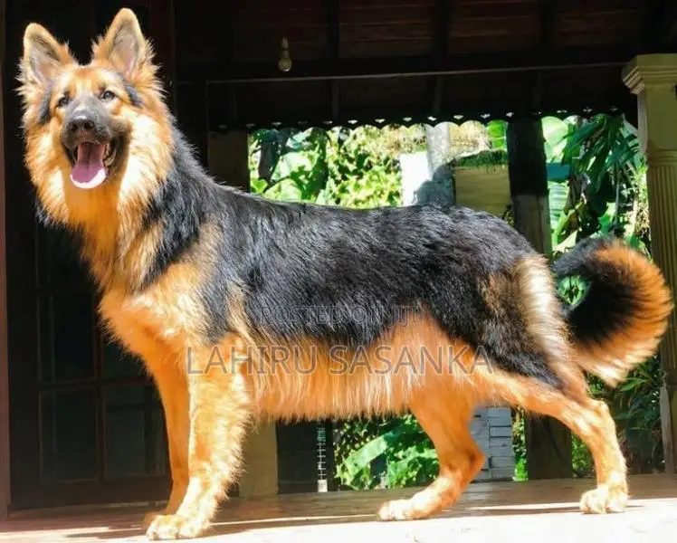 German Shepherd Female
