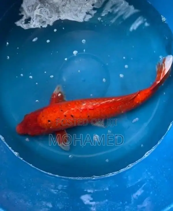 Koi Fish