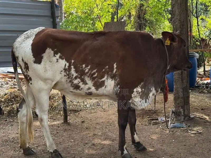 Farm Cow