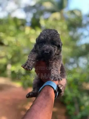 German Shepherd Long Coat Puppy