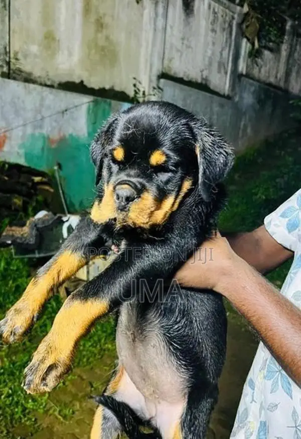 Rottweiler Female Puppy
