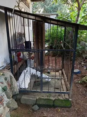 Bird Cages
