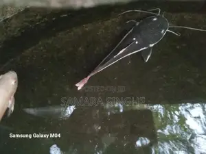Red Tail Catfish