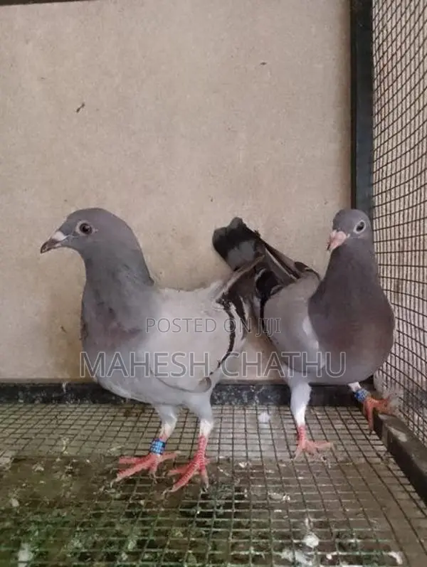 Pigeons