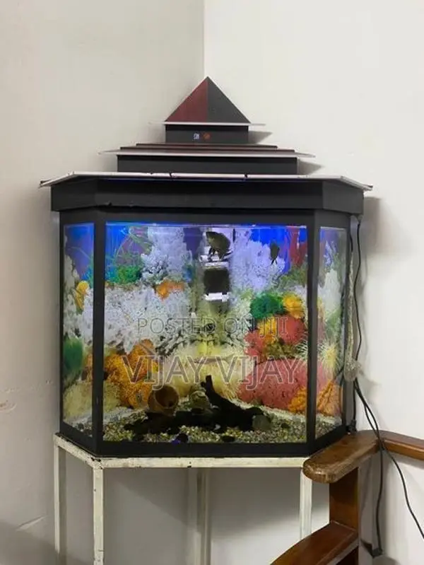Fish Tank with Fishes