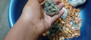 Hamsters