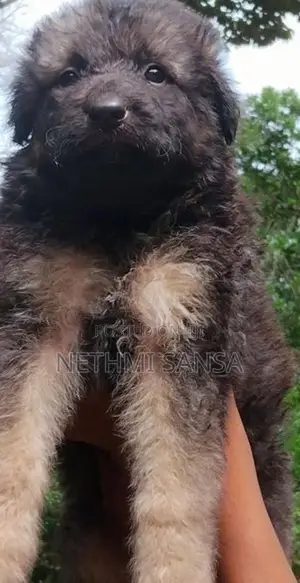 German Shepherd Long Coat Puppy