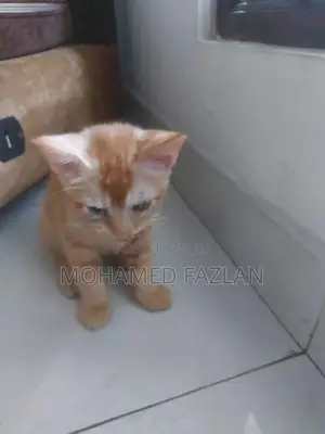 Half-Persian Kitten