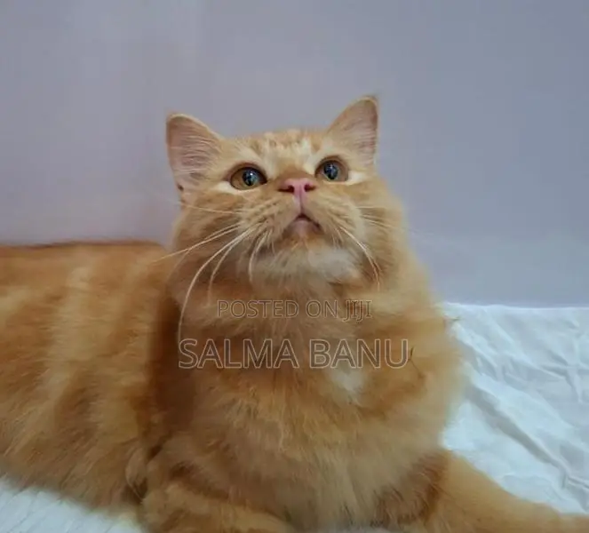 Persian Cat