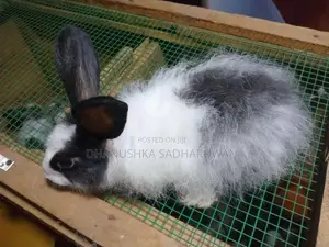 Angora Male Rabbit