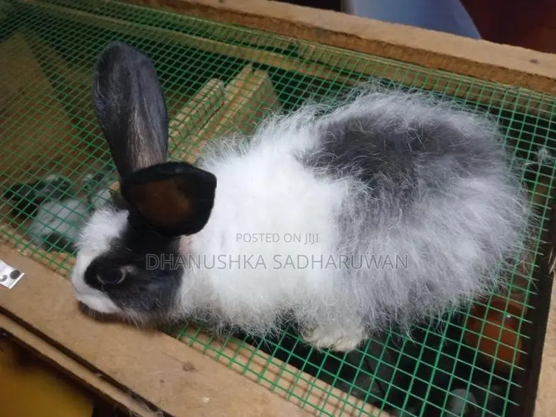 Angora Male Rabbit