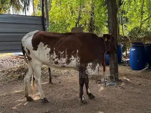 Farm Cow