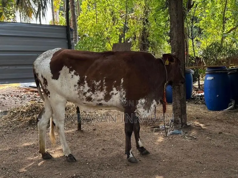 Farm Cow