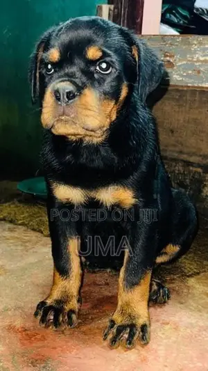 Rottweiler Female Puppy
