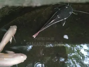 Red Tail Catfish