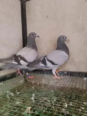 Pigeons