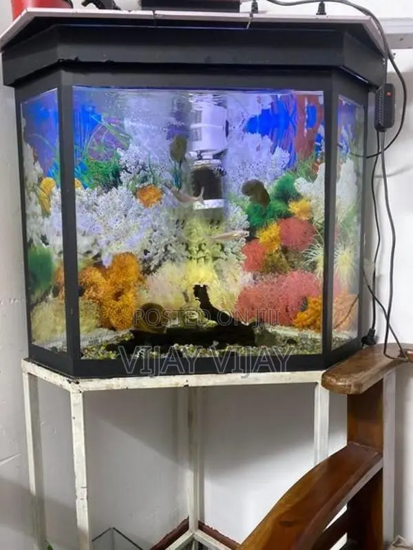 Fish Tank with Fishes