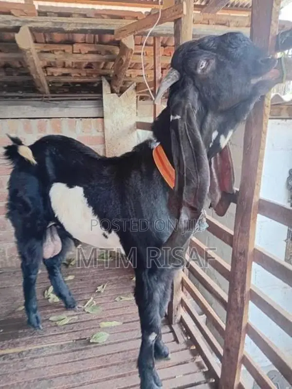 Jamnapari Goat Male