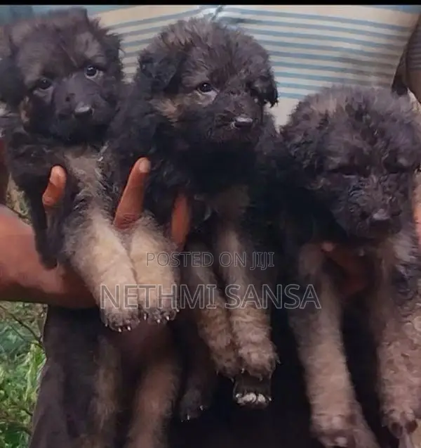 German Shepherd Long Coat Puppy