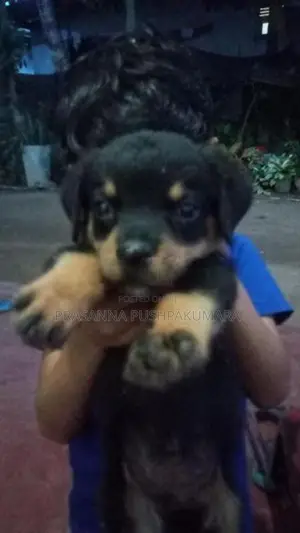 Rottweiler Puppies