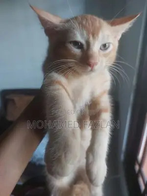 Half-Persian Kitten