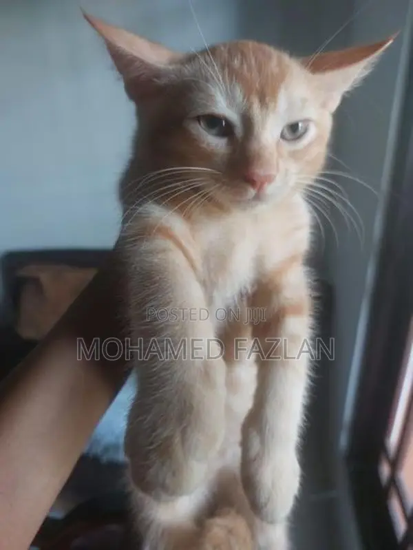 Half-Persian Kitten
