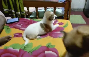 Lion Pomeranian Puppy