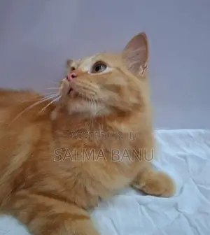 Persian Cat