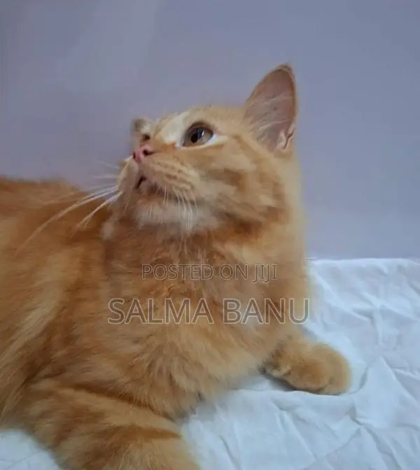 Persian Cat