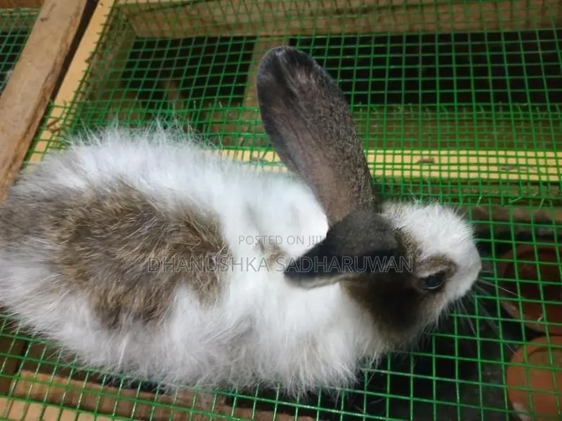 Angora Male Rabbit