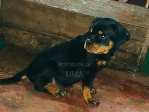 Rottweiler Female Puppy
