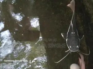Red Tail Catfish
