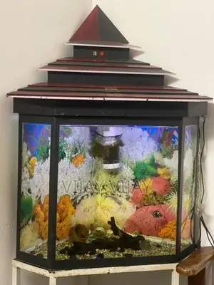 Fish Tank with Fishes
