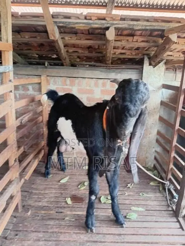 Jamnapari Goat Male