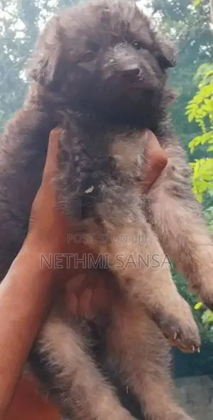 German Shepherd Long Coat Puppy