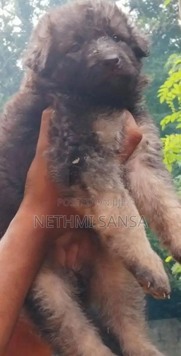 German Shepherd Long Coat Puppy