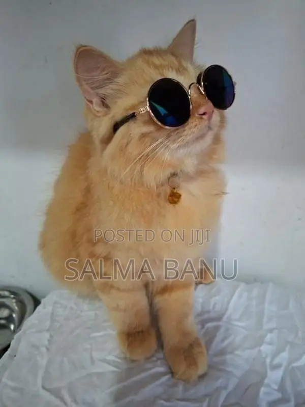 Persian Cat