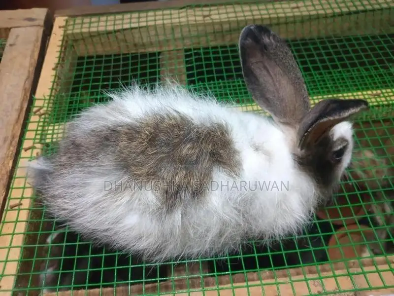 Angora Male Rabbit