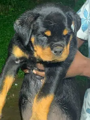 Rottweiler Female Puppy