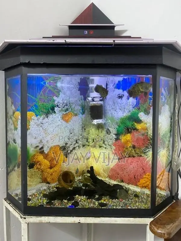 Fish Tank with Fishes