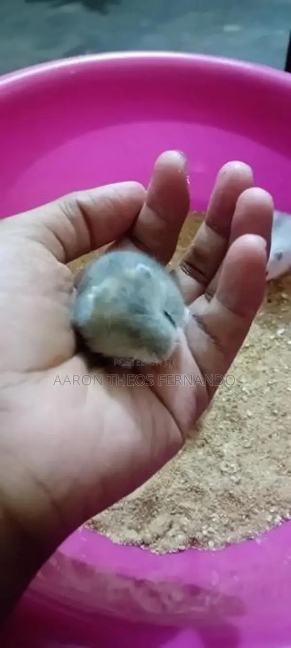 Hamsters
