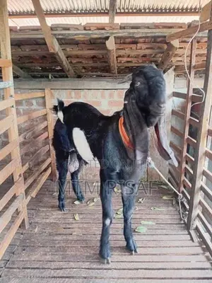 Jamnapari Goat Male