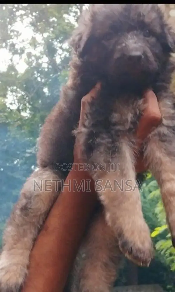 German Shepherd Long Coat Puppy