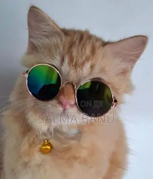 Persian Cat