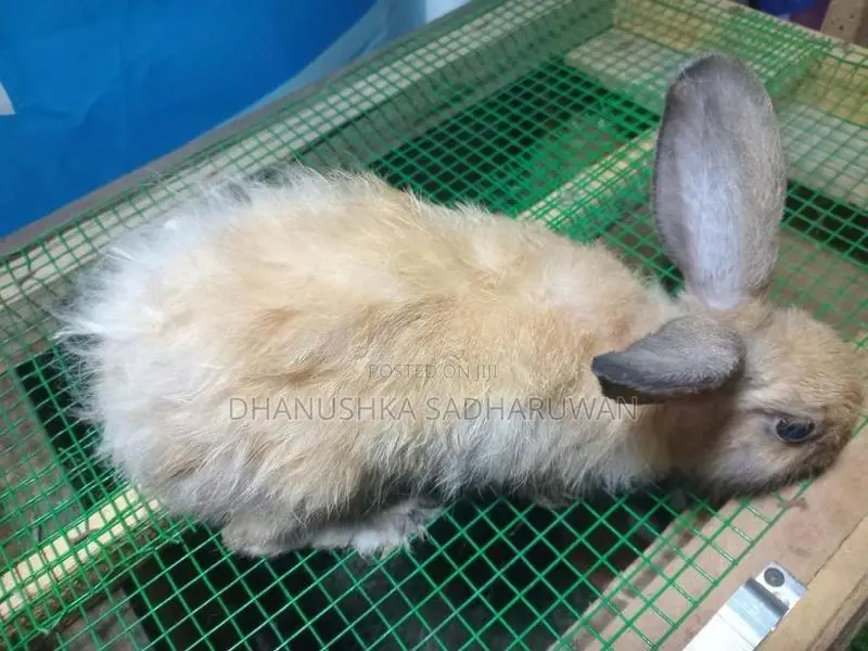 Angora Male Rabbit