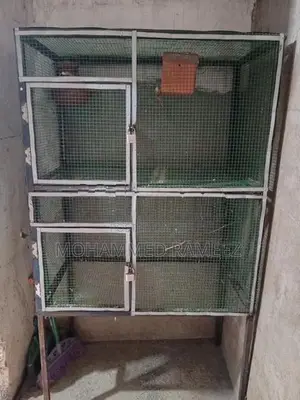 Birds Cage