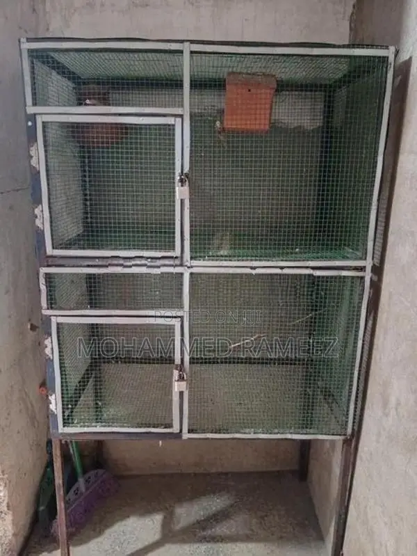 Birds Cage