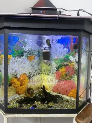 Fish Tank with Fishes
