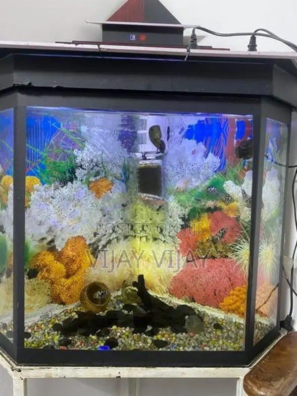 Fish Tank with Fishes